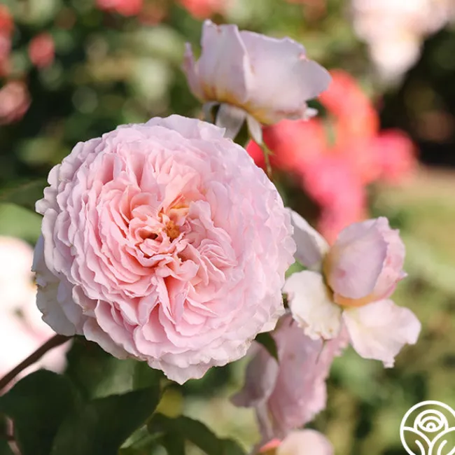 James Galway®>Heirloom Roses Hot