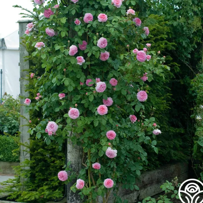 James Galway®>Heirloom Roses Hot