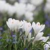 Jeanne d'Arc>Heirloom Roses Online