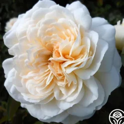 Joan Fontaine™>Heirloom Roses Sale