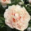 Joyful Romantic>Heirloom Roses Clearance