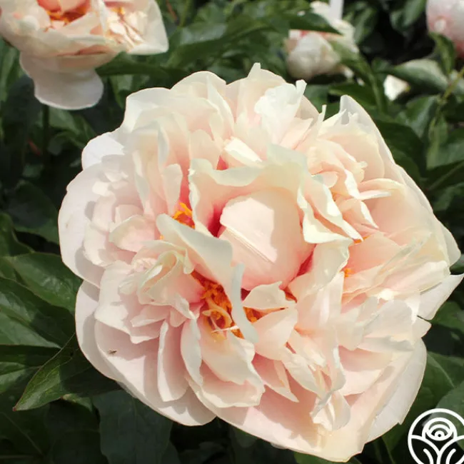 Joyful Romantic>Heirloom Roses Clearance