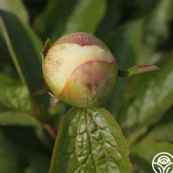 Joyful Romantic>Heirloom Roses Clearance