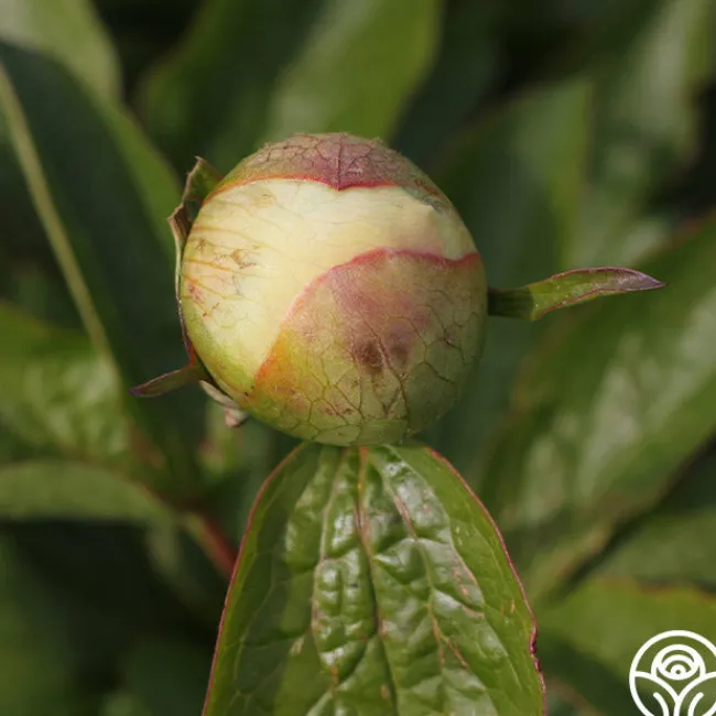 Joyful Romantic>Heirloom Roses Clearance