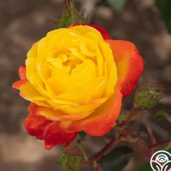 Judy Garland™>Heirloom Roses Clearance