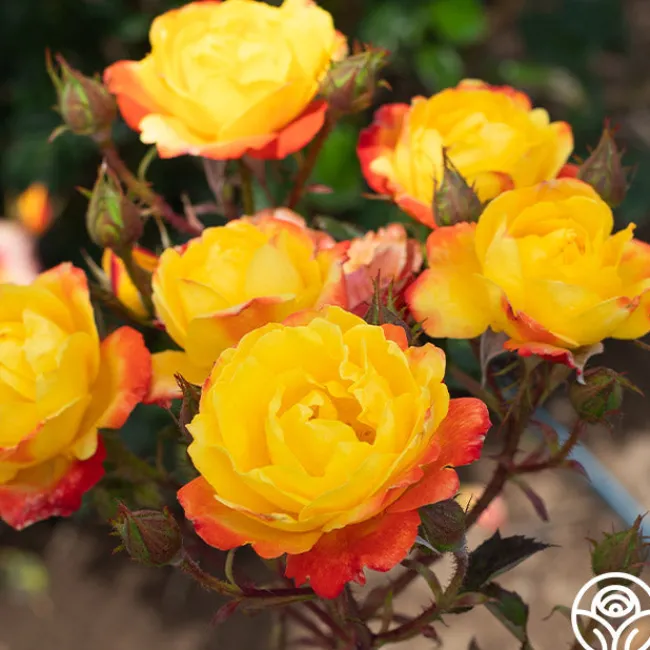 Judy Garland™>Heirloom Roses Clearance