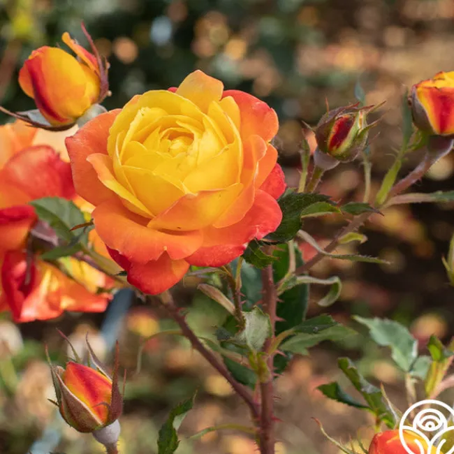 Judy Garland™>Heirloom Roses Clearance