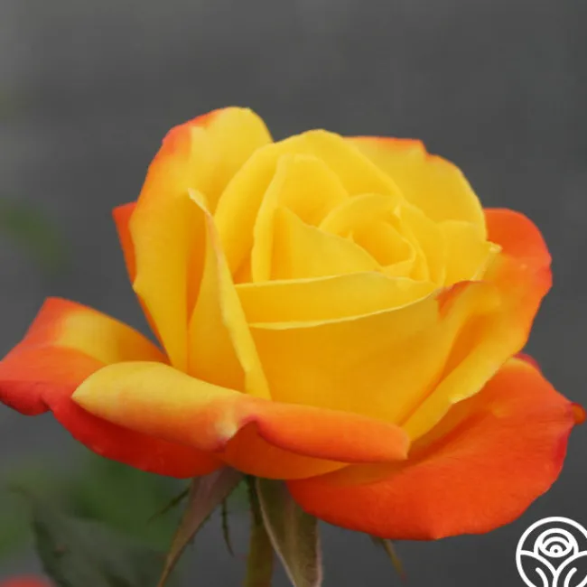 Judy Garland™>Heirloom Roses Clearance