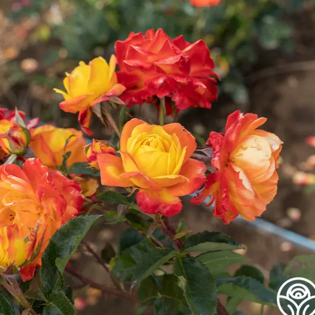 Judy Garland™>Heirloom Roses Clearance