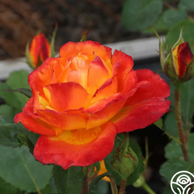 Judy Garland™>Heirloom Roses Clearance