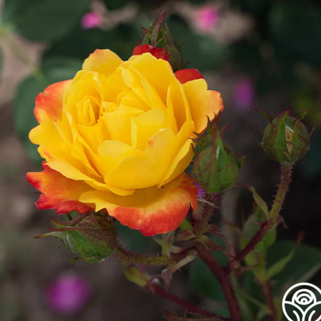 Judy Garland™>Heirloom Roses Clearance