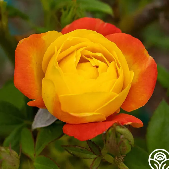 Judy Garland™>Heirloom Roses Clearance