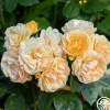 Julia Child™>Heirloom Roses