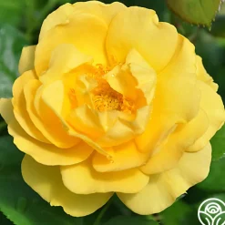 Julia Child™><noscript><img width=