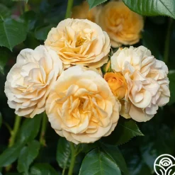 Julia Child™><noscript><img width=