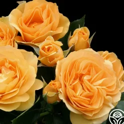 Julia Child™><noscript><img width=