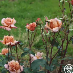 Julia's Rose®><noscript><img width=