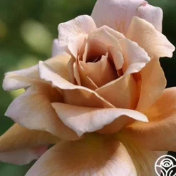 Julia's Rose®><noscript><img width=
