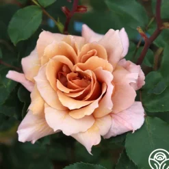 Julia's Rose®><noscript><img width=