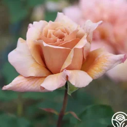 Julia's Rose®><noscript><img width=