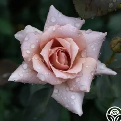 Julia's Rose®><noscript><img width=