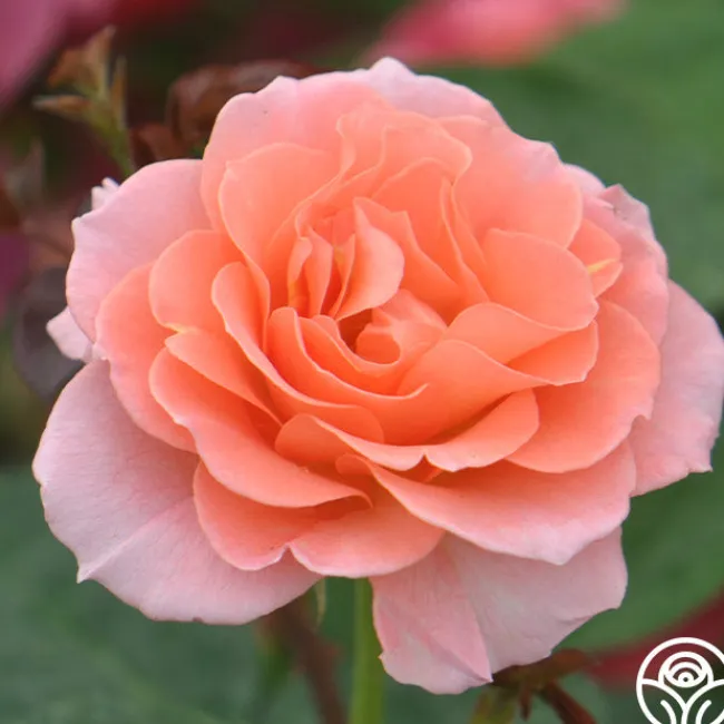 Jump For Joy™>Heirloom Roses Best