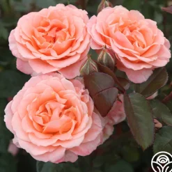 Jump For Joy™>Heirloom Roses Best