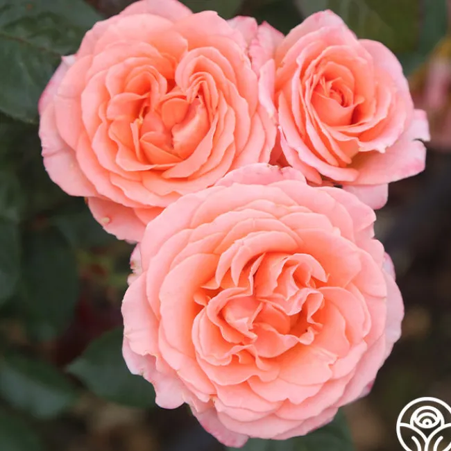 Jump For Joy™>Heirloom Roses Best