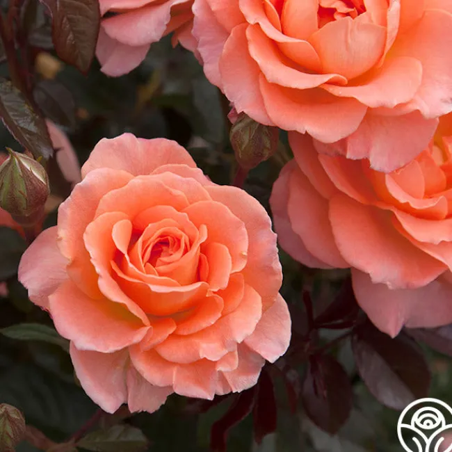 Jump For Joy™>Heirloom Roses Best