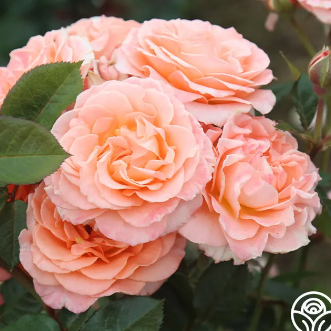 Jump For Joy™>Heirloom Roses Best