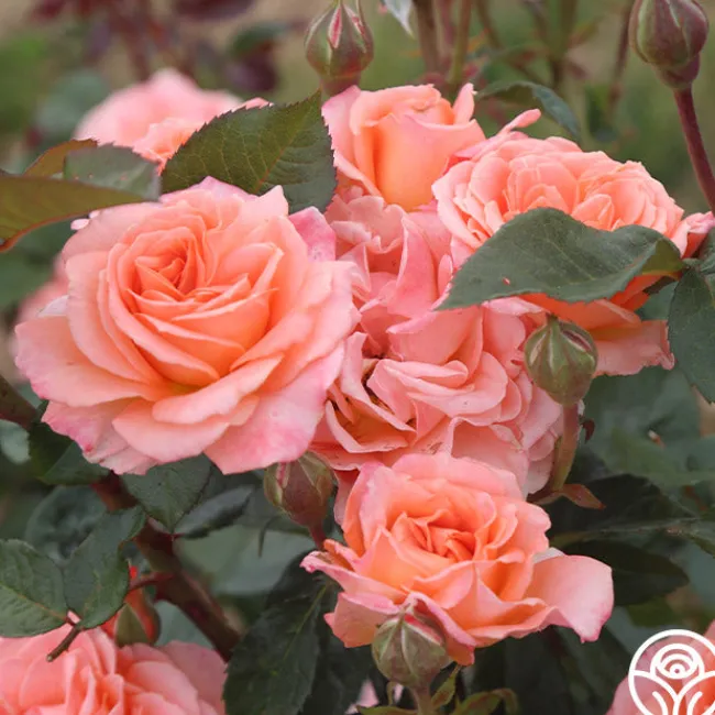 Jump For Joy™>Heirloom Roses Best