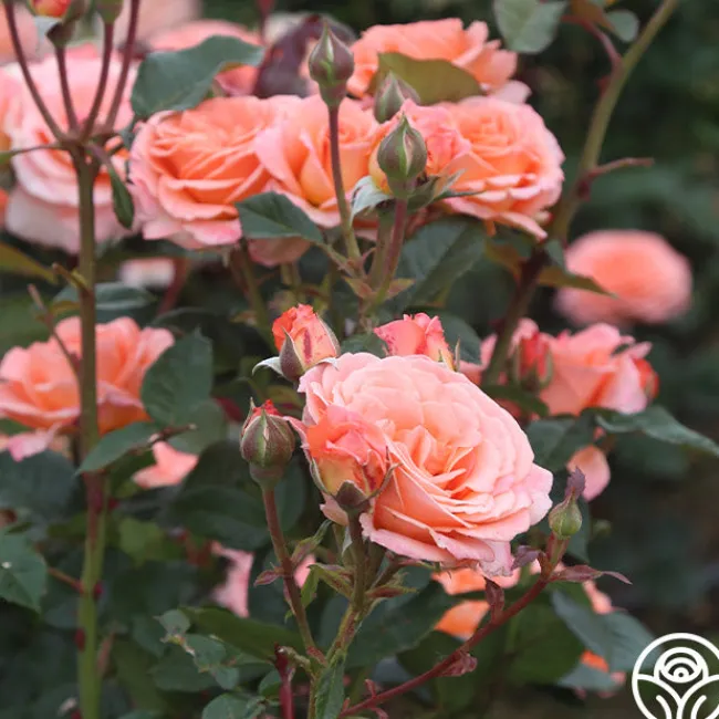 Jump For Joy™>Heirloom Roses Best