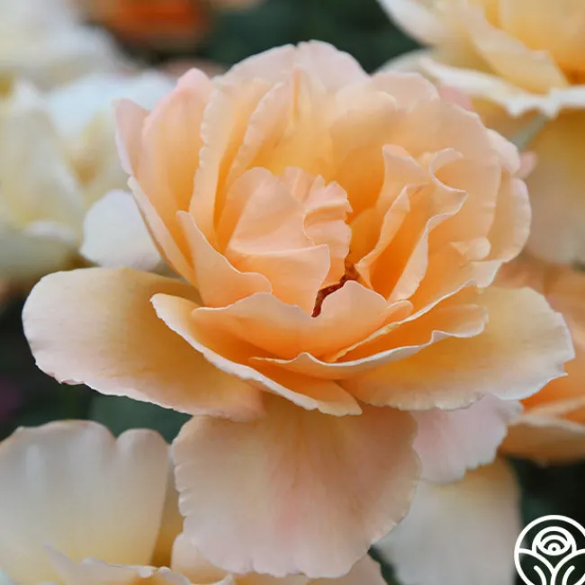 Just Joey®>Heirloom Roses Online