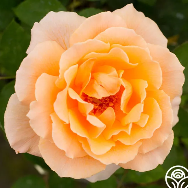 Just Joey®>Heirloom Roses Online