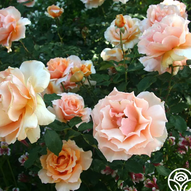 Just Joey®>Heirloom Roses Online