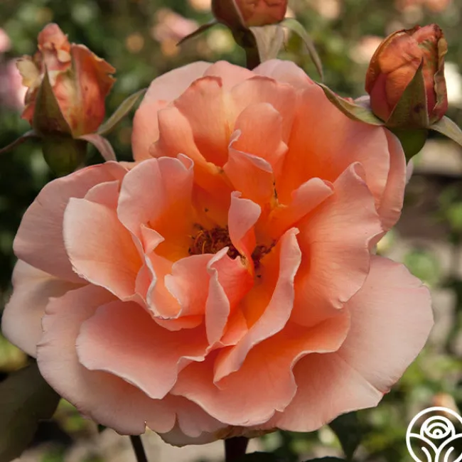 Just Joey®>Heirloom Roses Online