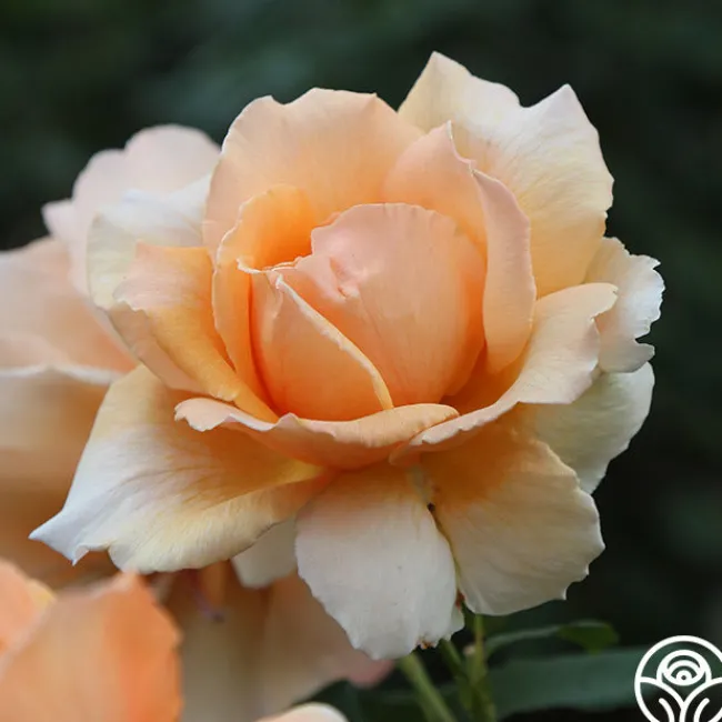 Just Joey®>Heirloom Roses Online
