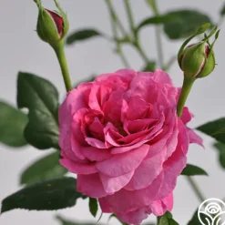 Kaffe Fassett><noscript><img width=