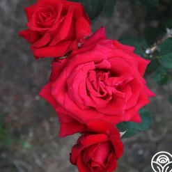 Kardinal™>Heirloom Roses Hot