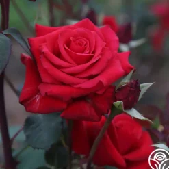 Kardinal™><noscript><img width=