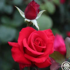 Kardinal™><noscript><img width=