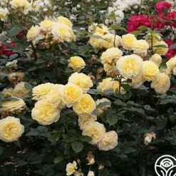 Karl Ploberger Rose><noscript><img width=