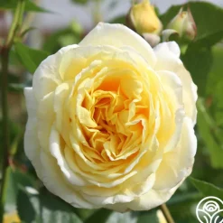 Karl Ploberger Rose><noscript><img width=