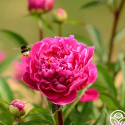 Karl Rosenfield>Heirloom Roses Outlet