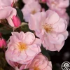 Kateryna™>Heirloom Roses Clearance