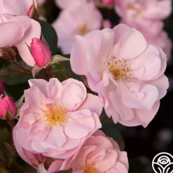 Kateryna™>Heirloom Roses Clearance