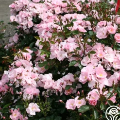 Kateryna™><noscript><img width=