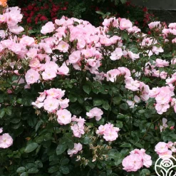 Kateryna™><noscript><img width=