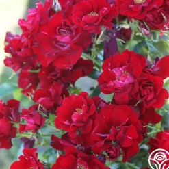 Keep In Touch><noscript><img width=