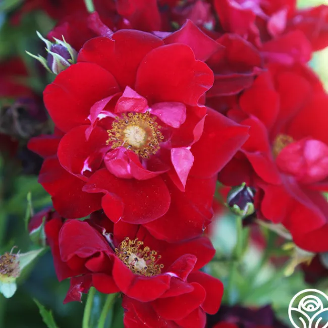 Keep In Touch>Heirloom Roses